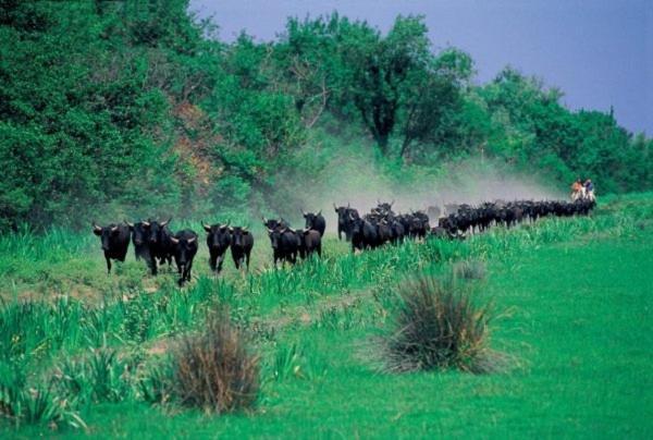 فيلا Joli Mazet Provencal De Camargue آرْلْ المظهر الخارجي الصورة