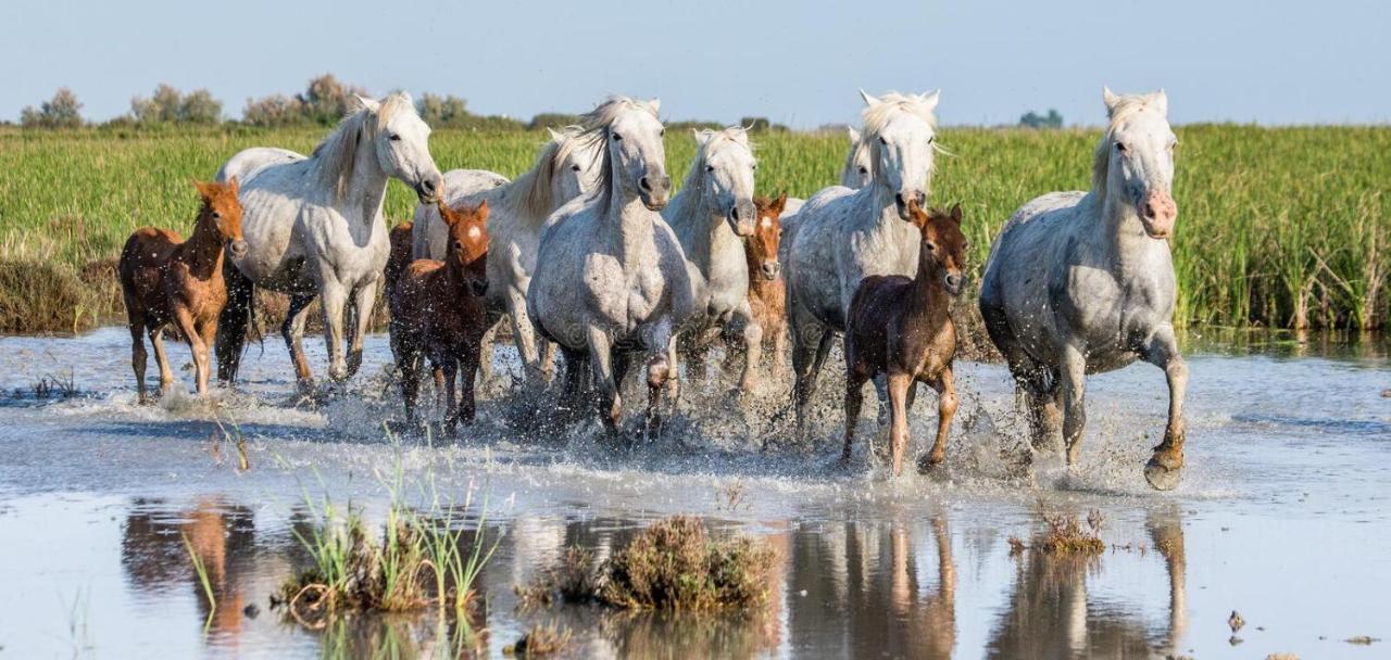 فيلا Joli Mazet Provencal De Camargue آرْلْ المظهر الخارجي الصورة